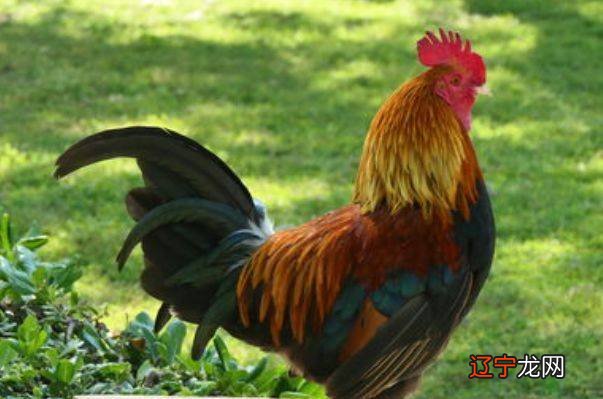 属牛的男生+属鸡的女生，有你吗？