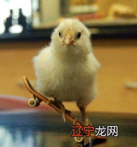 属鸡风水堂:属鸡男士的婚姻与爱情