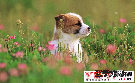 组图 猫七七哥哥生肖属狗的人年桃花运如何易星