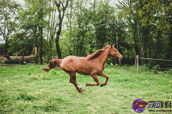 生辰八字五行属缺金水怎么取名_2012年属什么生肖五行属什么_生肖属鸡五行缺什么颜色