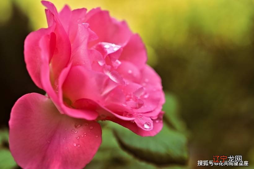 这个生肖的人,事业上有小人,做事不顺压力大