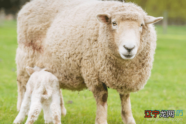 属羊的结婚送客忌什么属相_女 属羊结婚忌生肖_属鼠与属龙结婚忌生肖