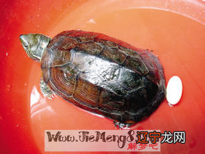 风水堂:梦见打斗是什么意思?