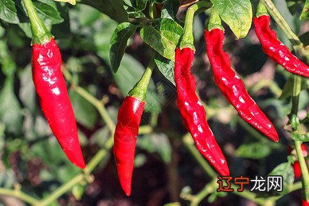 山村的泥草房房檐下,圆圆的堆成堆,不像滚在地上的红太阳吗?