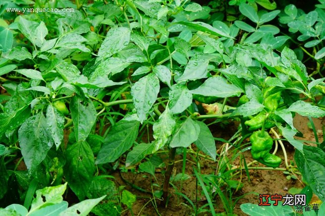 山村的泥草房房檐下,圆圆的堆成堆,不像滚在地上的红太阳吗?
