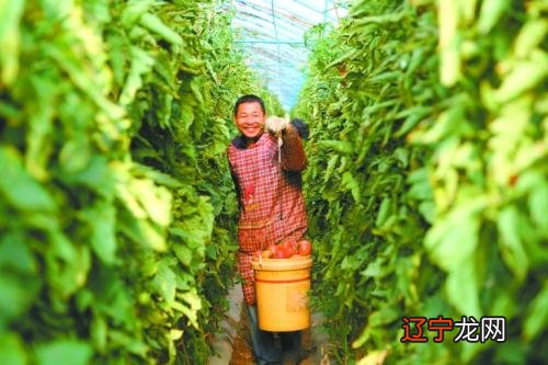 山村的泥草房房檐下,圆圆的堆成堆,不像滚在地上的红太阳吗?