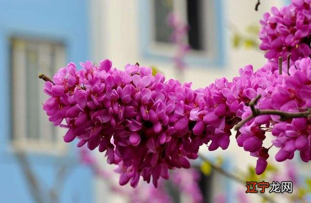 2022年吉兆、好运、横财的四种生肖是什么?