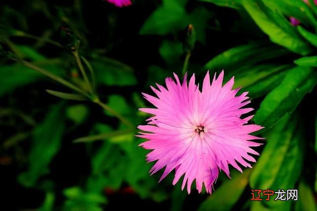 2022年吉兆、好运、横财的四种生肖是什么?