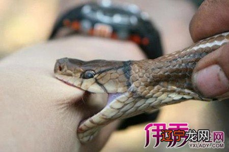 组图 真蛇归真蛇，那梦见蛇有代表什么？