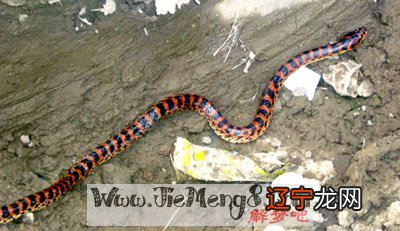 组图 真蛇归真蛇，那梦见蛇有代表什么？