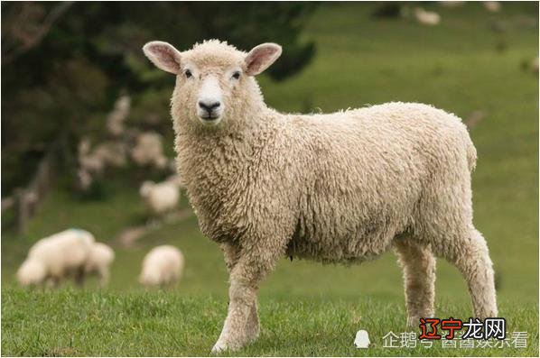 男属的配什么属相好马和什么生肖配?