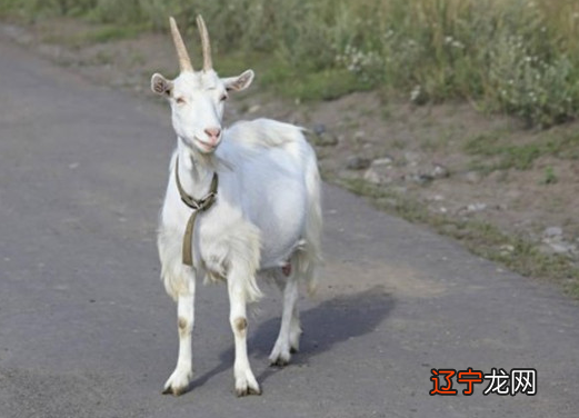 2021年桃花运最旺生肖排名，其桃花位在正东方！