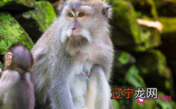 属什么生肖养什么花 办公室摆放蓬莱松不合适的话,也可以在自己家里的书房摆放