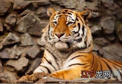 生肖属虎的人和什么属相最配，最准的生肖虎配对表