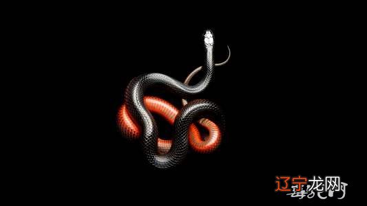 慈世堂：梦见黑蛇是什么意思？一般代表什么