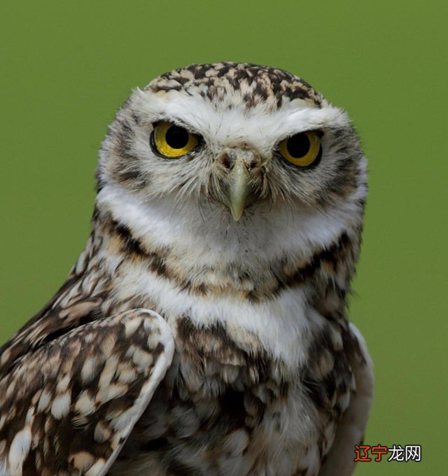 八字命理解读枭印夺食风水堂：异性相克克之有情