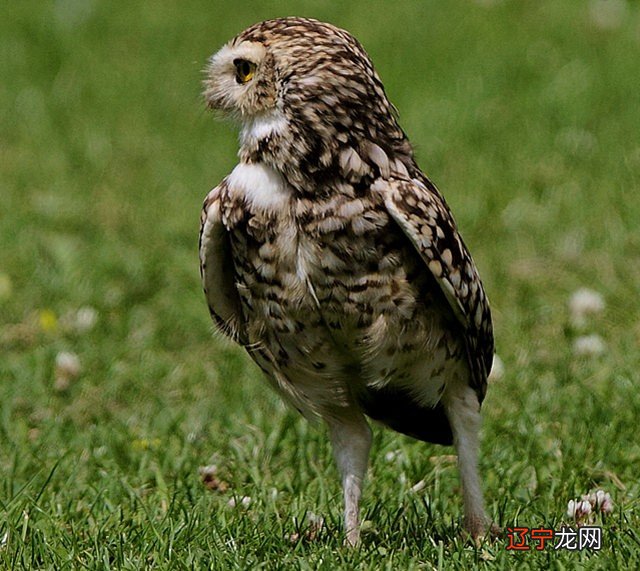 八字命理解读枭印夺食风水堂：异性相克克之有情
