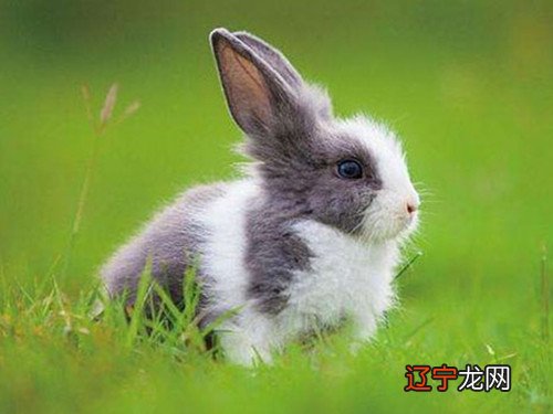 1.属兔的相克属相都不尽相同，婚姻的美好与否