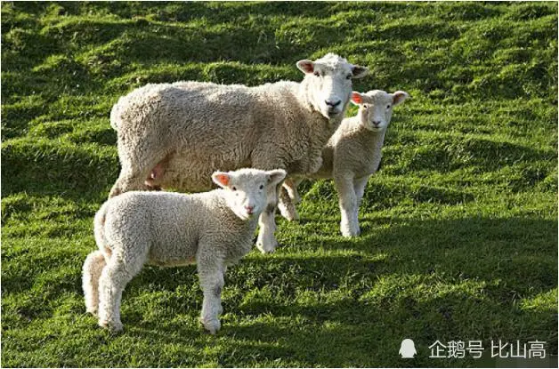 组图 1955年生肖属羊的人早年儿女运程及运势