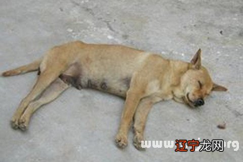 1.风水堂：1.梦见狗是什么意思