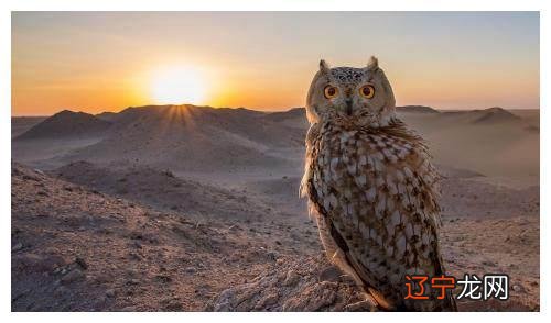 八字枭神多的女人_八字中的枭神真的那么可怕吗_八字 七杀正官枭神伤官