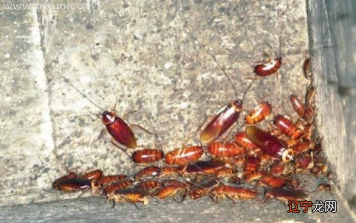 梦见包里有蟑螂和毛虫_喉咙里有小蟑螂吃什么药_蟑螂卵会在人的身体里繁殖吗