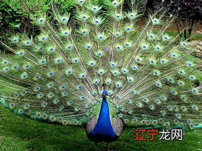 传播法：自由、限制与现代媒介（第4版）_梦见被限制自由_政府是否限制艺术自由英语作文