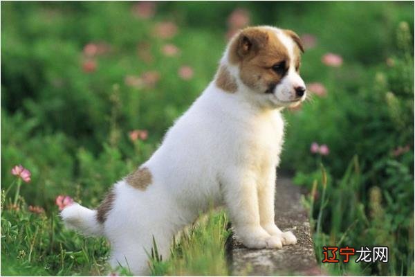 宋韶光属狗2021年属狗运程,你知道这是怎么回事?