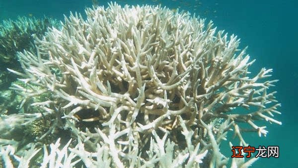 3月13日是什么星座能预见未来的人是幸福的还是不幸的呢