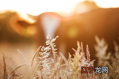 十二星座的宫位都代表什么?十二星宫位的上升点划分