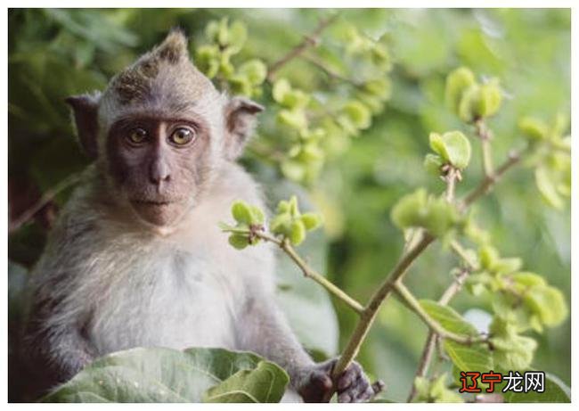 68年出生的女命2021年运势如何第一星座，都说人各有命