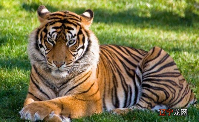 属虎的人取什么名字最旺财前往APP查看回答!