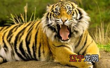 慈世堂:孕妇梦见小老虎骑虎戏耍的吉凶和宜忌