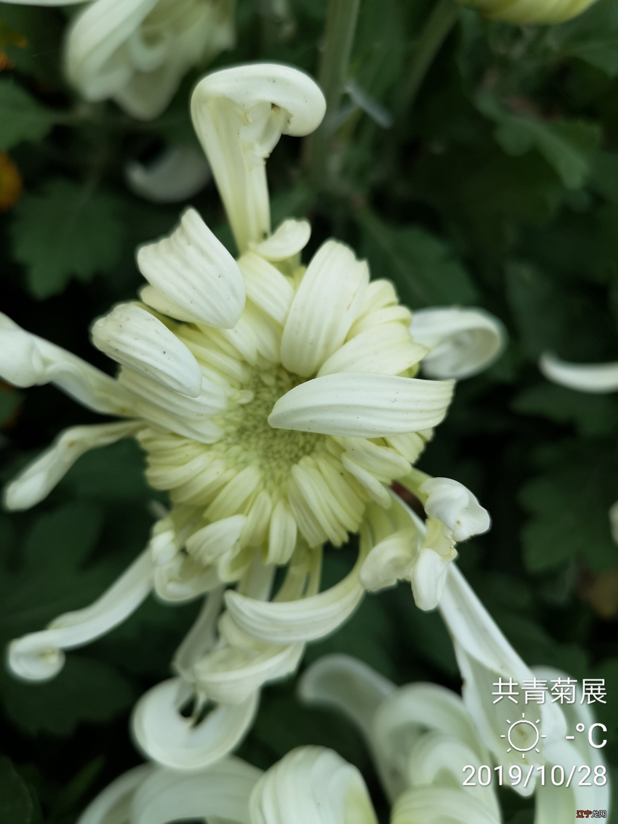 梦见老师去逝_梦见去拜访老师_梦见逝去的亲人去世