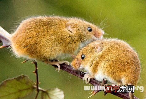 梦见大老鼠逃跑_梦见逃跑老鼠_梦见大老鼠一直想逃跑