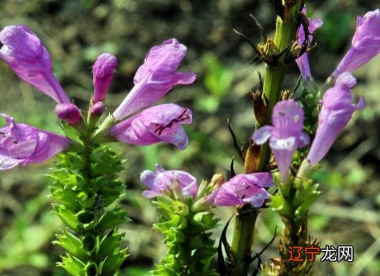 慈世堂:室内设计风水学上是不可取的