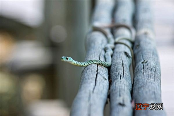 周公解梦:梦见蛇的人,预示生女产期延后些