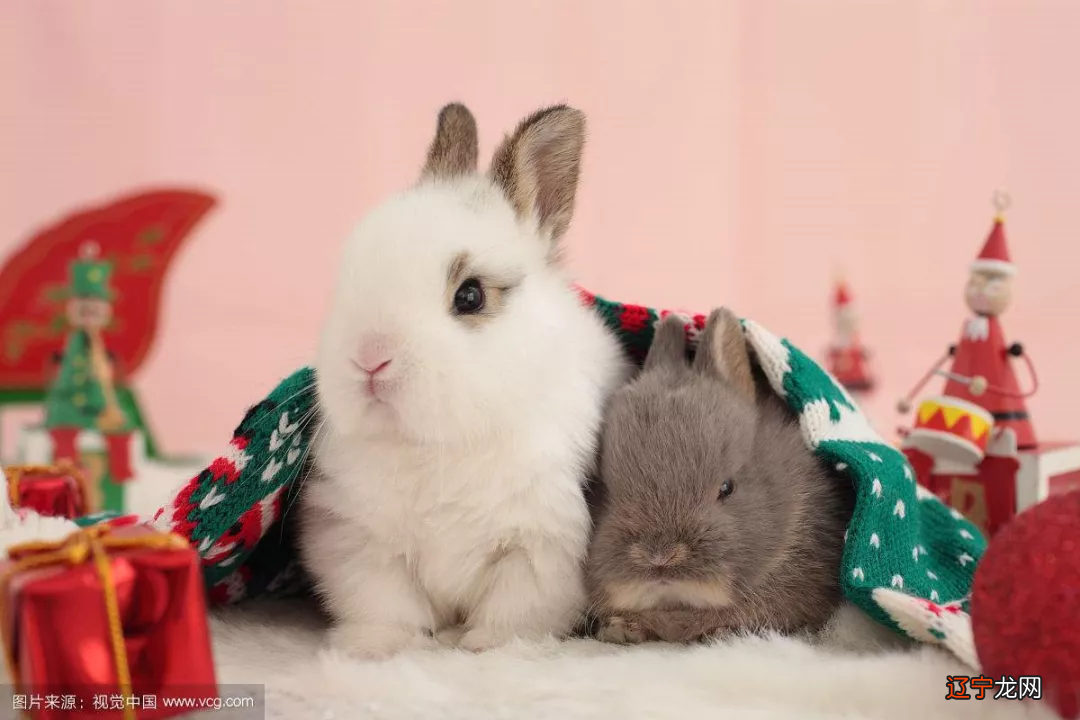 哪些生肖运势利好?生肖兔进入2019年己亥猪年