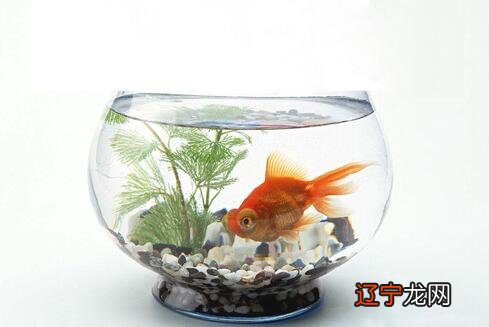 客厅鱼缸摆放风水