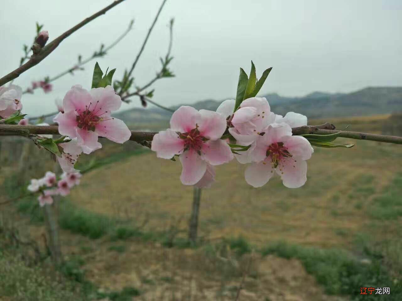 酒窝的面相学_女生有唇酒窝面相_小酒窝歌曲儿歌小酒窝歌谱