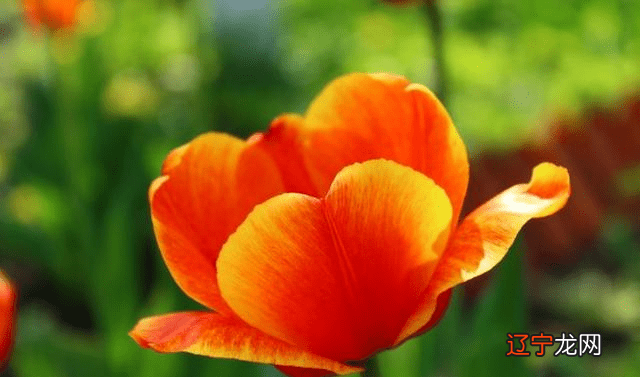 属牛的人进入2019年有多大了？你知道吗？