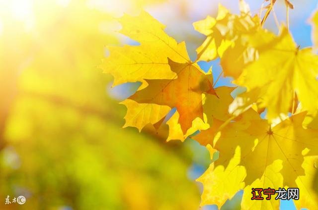 八字是怎么看桃花运在哪年出现的男看财,女看官Q3:八字命理如何看命主姻缘桃花