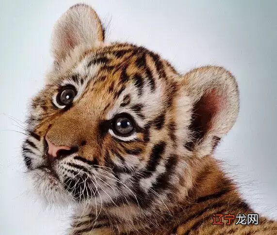 这几个生肖的人容易受伤，有你吗？