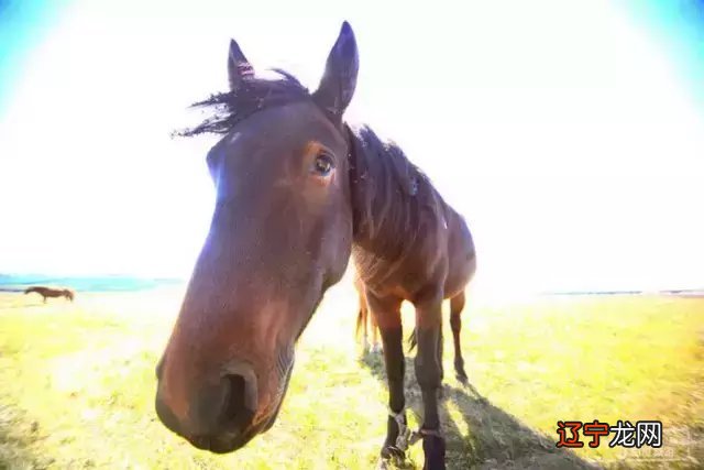 这几个生肖的人容易受伤,有你吗?