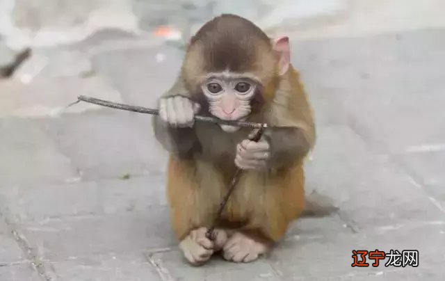 这几个生肖的人容易受伤,有你吗?