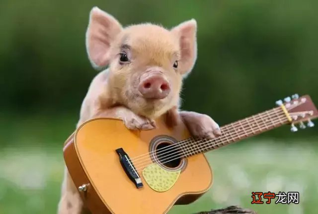 生肖，从属相看透你的一生，看过的都说准