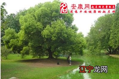 梦见看到别人在砍树_女人梦见砍树_梦见亲人结婚开路砍树