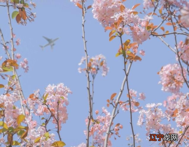 狮子座和水瓶座适合恋爱吗?能否配对成功?对立星座