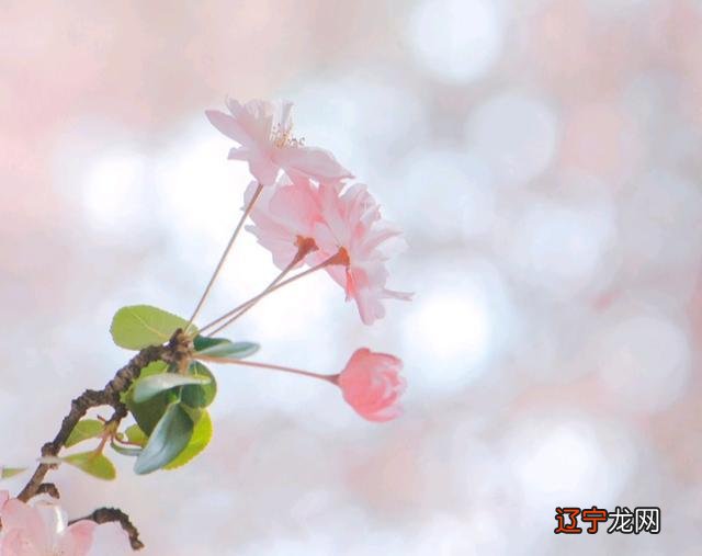 狮子座和水瓶座适合恋爱吗?能否配对成功?对立星座