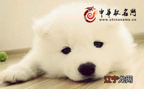 十二生肖属狗的开运风水，你知道几个？！